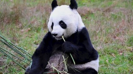 Final chance to see Edinburgh Zoo’s giant pandas before China return