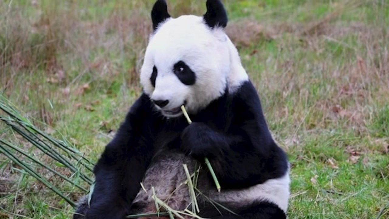 Final chance to see Edinburgh Zoo’s giant pandas before China return