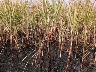 आग से गन्ने की फसल जली-video