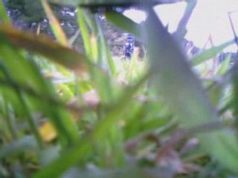 Vol formation T-rex 450 Se v2 et belt cp