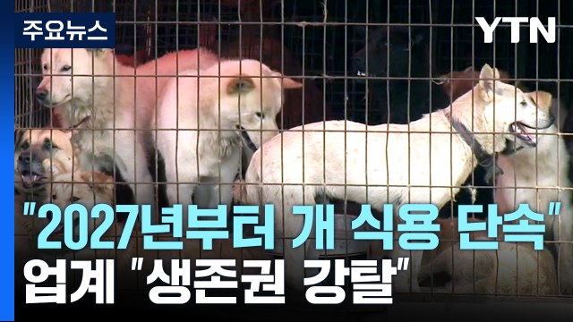 당정 2027년부터 개 식용 단속 ...업계 생존권 강탈 / YTN