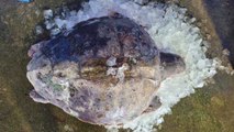 고성 앞바다서 멸종위기종 붉은바다거북 죽은 채 발견 / YTN