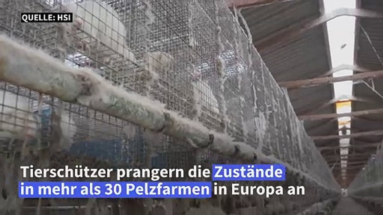 Tierschützer prangern Zustände in Pelzfarmen in Europa an