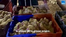 La vaccination des canards contre la grippe aviaire bat son plein en Périgord