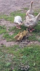 Noisy Cobra Chickens Adopt Goslings
