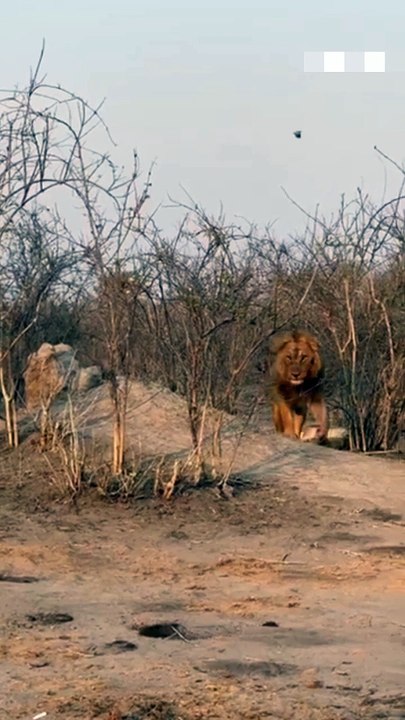 Lion So Lazy Mood