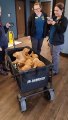 Vet Checkup for 12 Golden Retriever Puppies