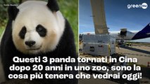 Questi panda giganti tornati in Cina dopo 20 anni in uno zoo, sono la cosa più tenera che vedrai oggi!