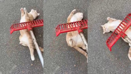 Cute Kitty LOVES Getting Scratches From a Garden Rake