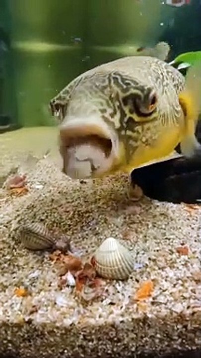 #Fish