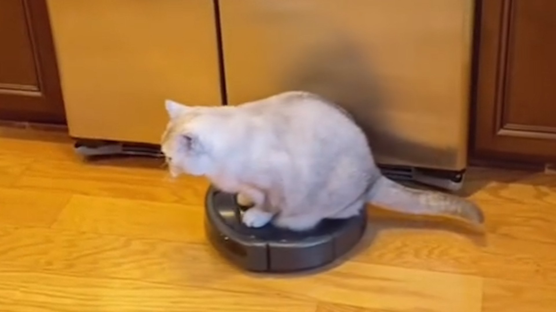 Cat riding outlet roomba