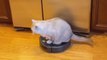 This Cat Takes Multi-Tasking to a Whole New Level: Meet the Roomba-Riding Kitty