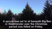 Big-ben-s-christmas-tree-felled-in-northumberland-forest