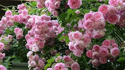This is a petal flowers Stock video.