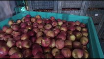 Il Pnrr premia l'idea di Melinda: le mele viaggeranno in funivia