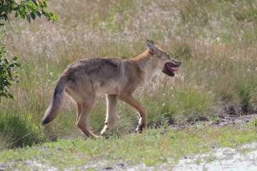 L'improbable rencontre d'un vétérinaire de Genval avec un loup