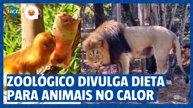 Zoológico de BH divulga dieta especial para animais no calor