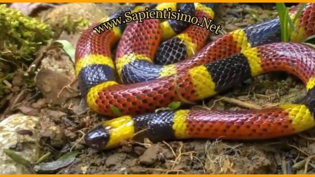 25 significados de soñar con serpientes