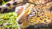 29 significados de soñar con Leopardo