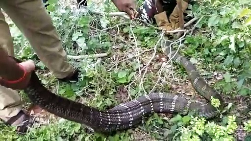 ஆத்தாடி எத்ததண்டி; தென்காசியில் தனியார் பண்ணையில் உலா வந்த 15 அடி நீள ராஜ நாகம் மீட்பு