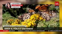Santuarios de la mariposa monarca en Michoacán abren al público