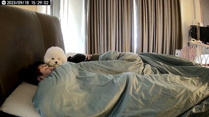 Bichon Frise Says It's Time to Get Up