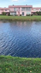 Restes de loutre avec iguane