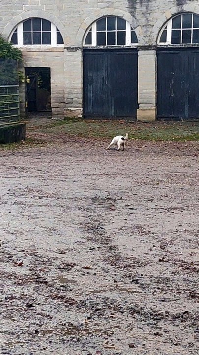 Springer Spaniel saute joyeusement