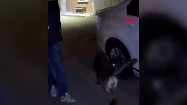 Un chien stupéfiant saisi une mouffette dans un camion, 3 personnes arrêtées