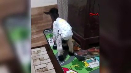 Les chèvres nouveau-nées sont soignées à la maison à Sivas