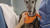 Dogs comfort intensive care patients as Spanish hospital introduces furry friends for wellbeing