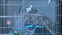 فيلم - سحر العيون - بطولة عامر منيب،  حلا شيحة 2002