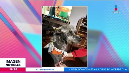 Descargar video: Perrito se suma a la lista de lomitos con corte de pelo de Peso Pluma