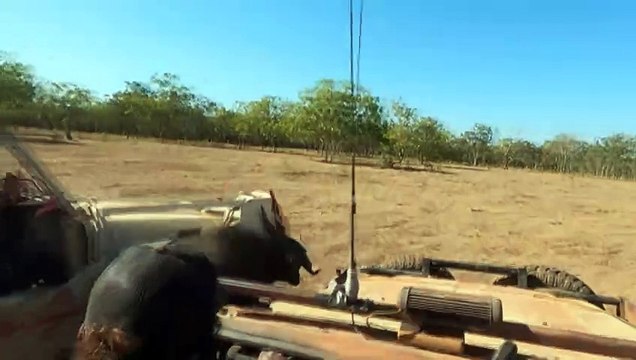 Rangers using satellites used to build cattle and buffalo data in NT