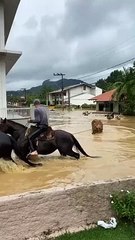 Resgate de gado em Rio do Sul