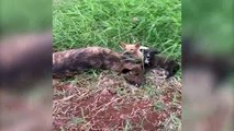Cadela que estava amamentando é morta e corpo é abandonado junto a filhotes na Estrada Rio da Paz