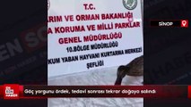 Göç yorgunu ördek, tedavi sonrası tekrar doğaya salındı