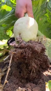 Today I went to the field and plucked radish, carrot and turnip and after coming home I cooked it with kidney beans.
