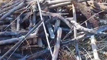 अररिया: अगलगी की घटना में तीन घर जले, दो पशु भी झुलसे