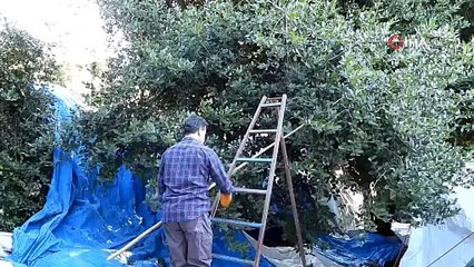 Türkiye'nin yeşil altını ''Yaprak'' hasadı başladı: Tarlada 7 TL, fabrikada 1.500 TL!