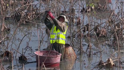 전통 방식 고기잡이 '가래치기' 강진에서 열려 / YTN