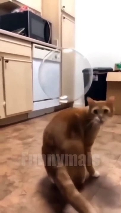 funny animal videos that i found for you #51