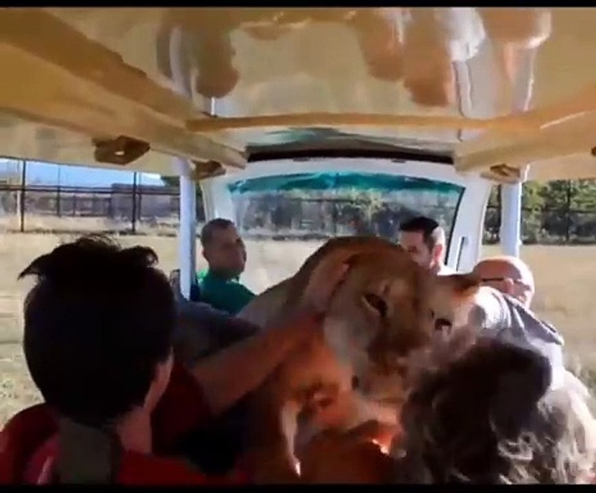 Un lion saute dans une voiture de touristes... pour avoir des grattouilles