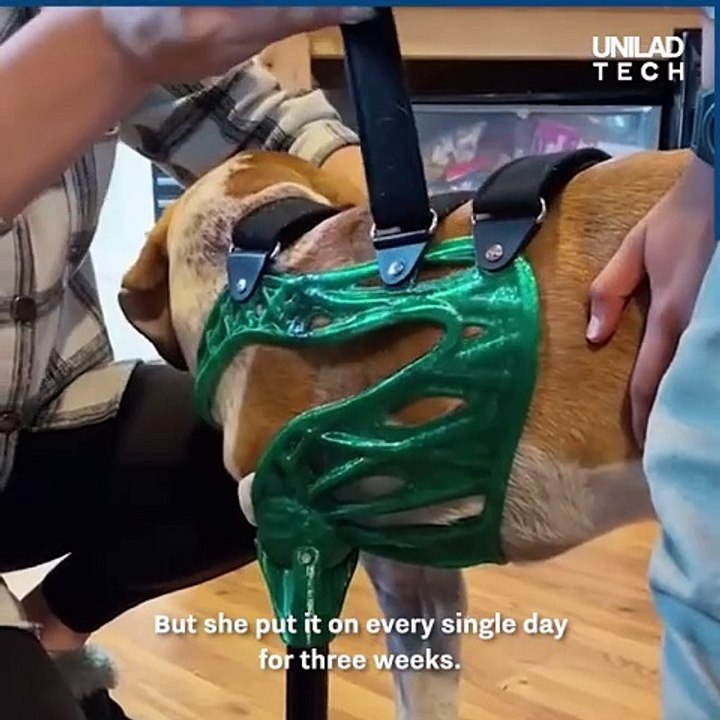 3D Printed Animal Prosthetics