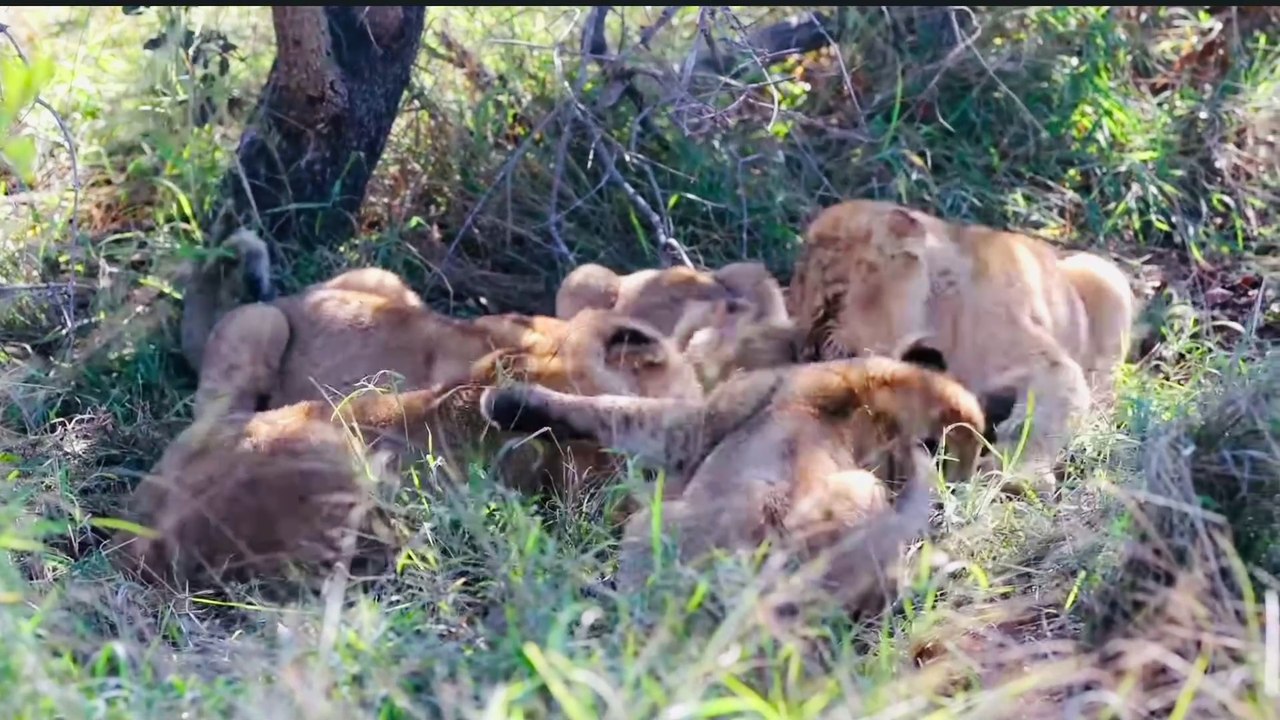 LION CUBS FEEDING