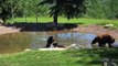 Playful Bear Cubs Swim in Backyard Pond