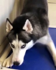 beautiful moments for animals