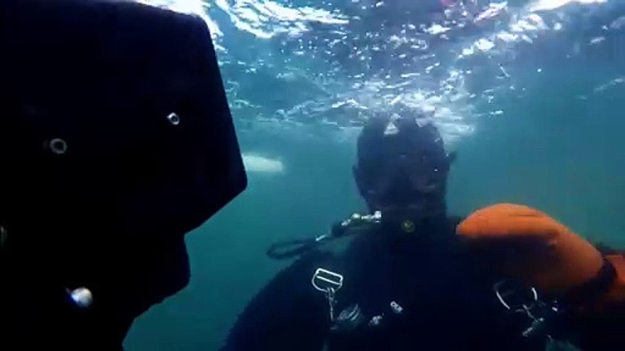 A legendary animal that was remembered in Japan, the divers confirmed that they saw it in the depths of the sea in Antarctica Un animal légendaire dont on se souvient au Japon, les plongeurs ont confirmé qu'ils l'avaient vu dans les profondeurs de la mer