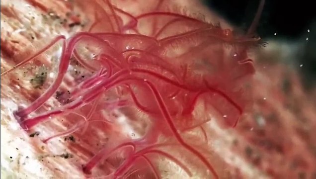 The discovery of a train located in the depths of the sea, which represents a mystery like the Titanic//A small animal has lunch on dead fish bones