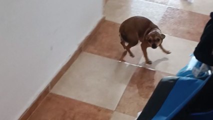 Mischievous dog tears her loving human a sofa-sticated 'welcome back' surprise